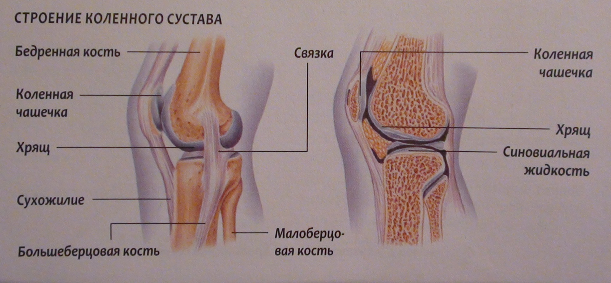 Как устроено колено. Коленный сустав анатомия строение. Коленный сустав анатомия строение кости. Сухожилия коленного сустава анатомия. Связочный аппарат коленного сустава анатомия.