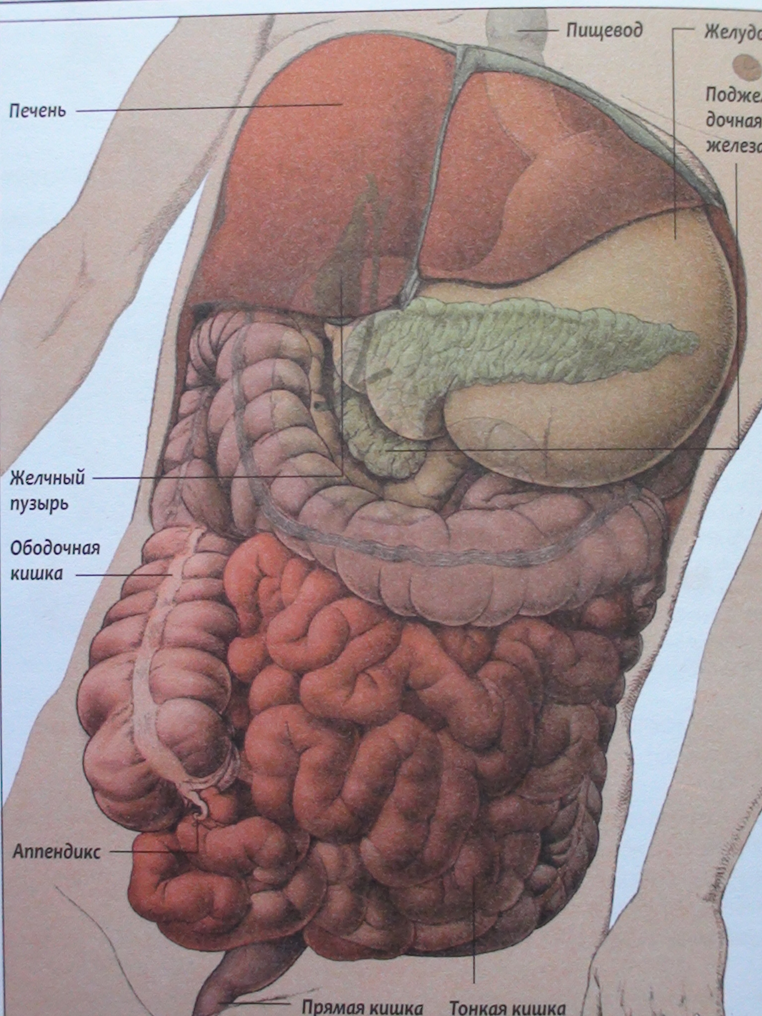 Желудок под печенью. Анатомия человека внутренние органы брюшной полости. Строение кишечника человека схема. Анатомия кишечника брюшной полости человека. Расположение кишечника анатомия.